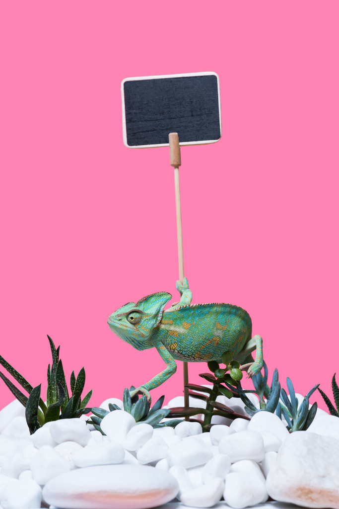 красивый экзотический хамелеон ползает по камням и сокам, чистый знак изолирован на розовом
  - Фото, изображение