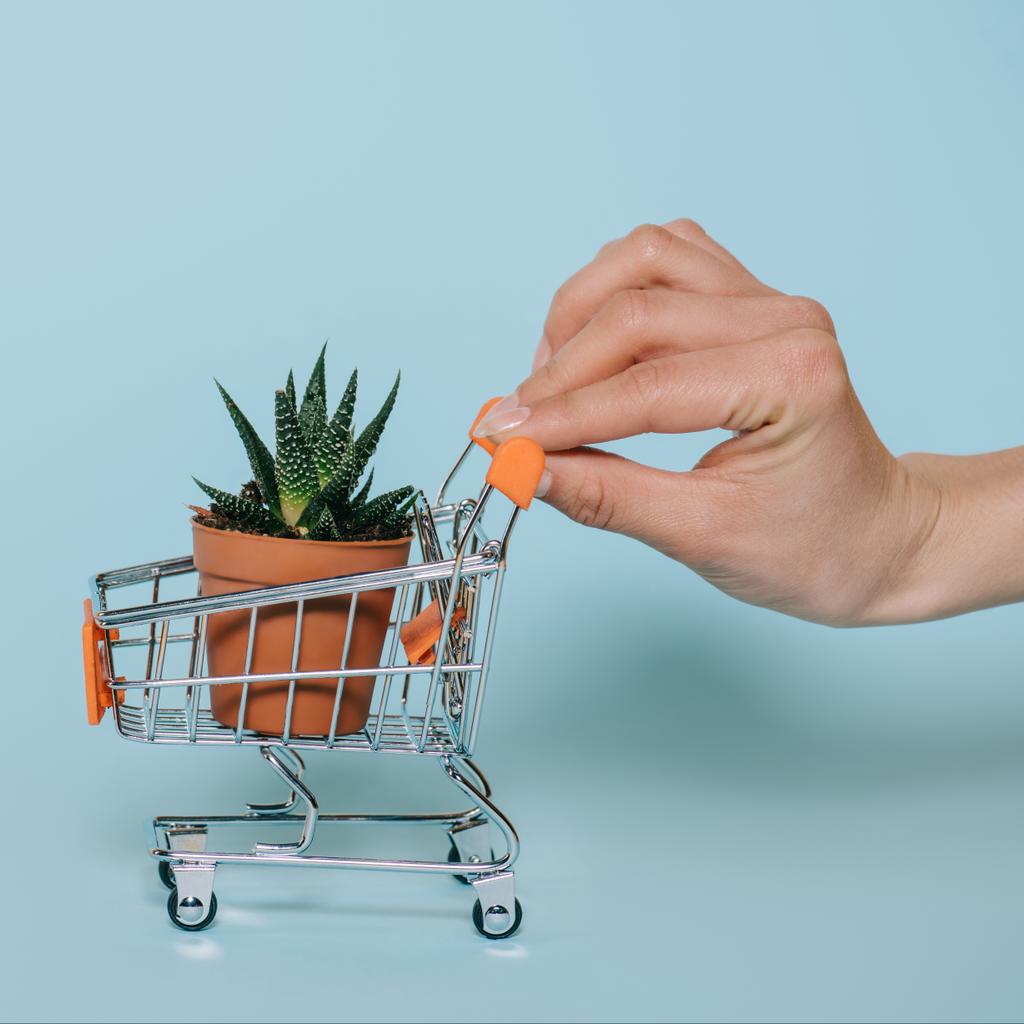 グレーのアロエ植物の小さな買い物かごを持っている手のショットをトリミング - 写真・画像