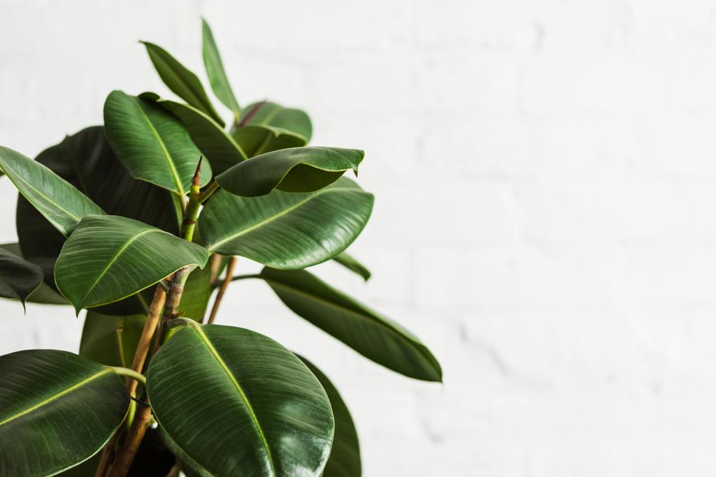 Καουτσούκ σύκο Ficus elastica φυτό με πράσινα φύλλα από άσπρο τοίχο - Φωτογραφία, εικόνα