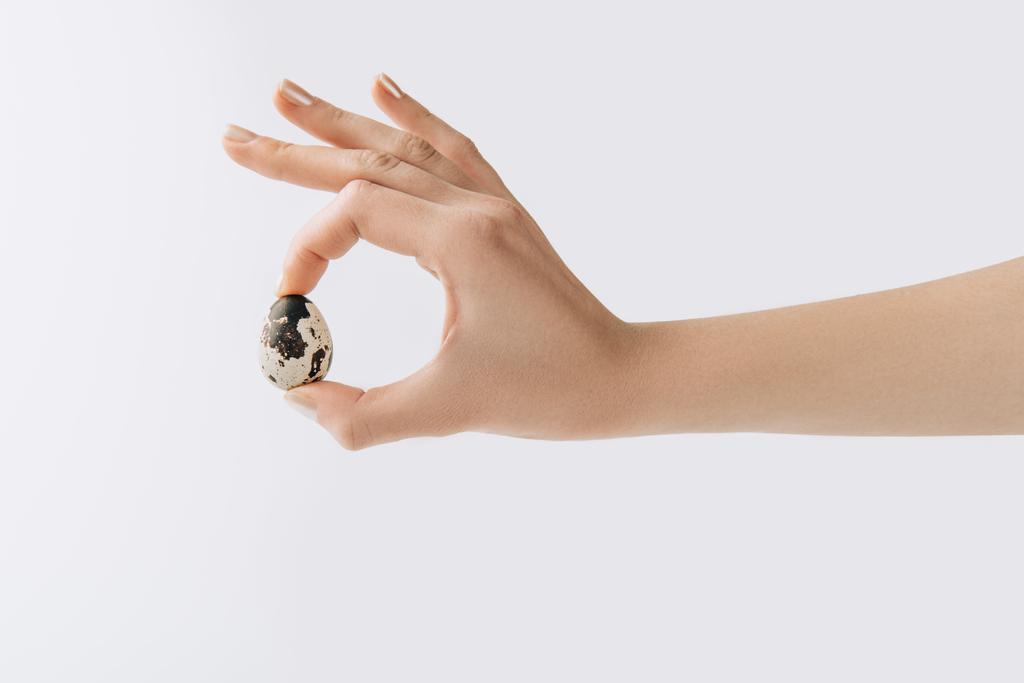 imagen recortada de la mano sosteniendo huevo de codorniz sobre fondo blanco
 - Foto, imagen