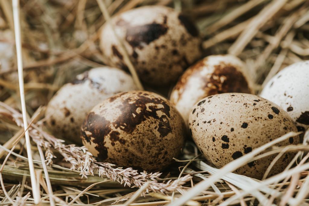 Перепелиные яйца откладывают на соломе близко друг к другу
 - Фото, изображение