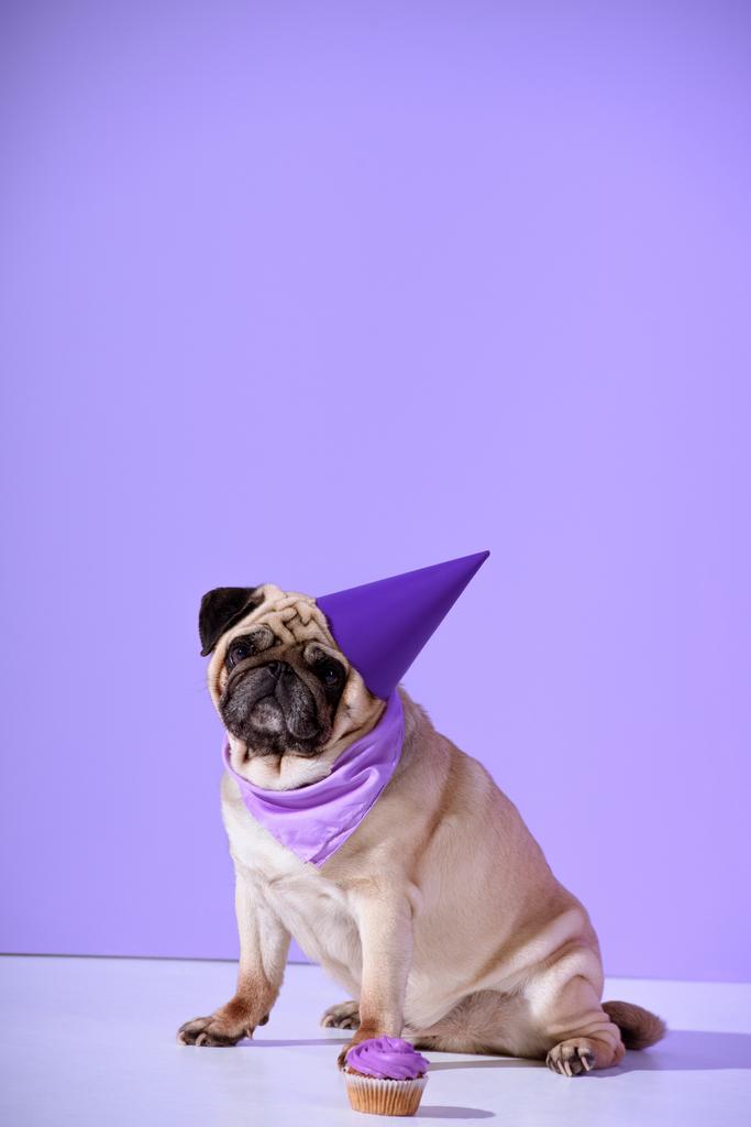 cane carlino in cappello di compleanno viola con cupcake, su ultra viola
 - Foto, immagini