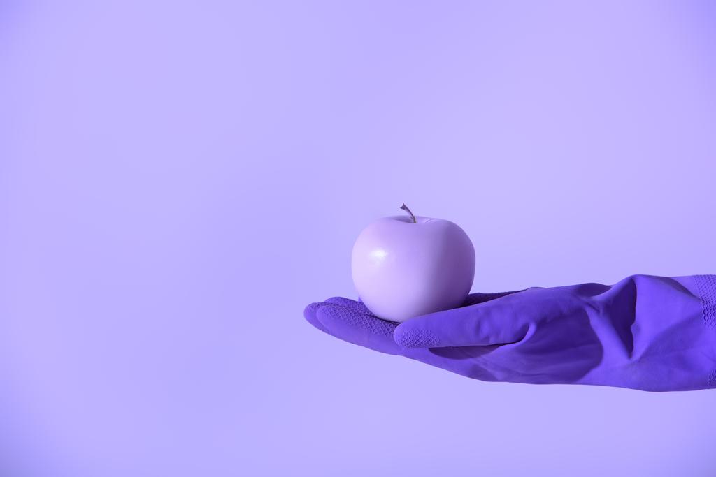 περικοπεί άποψη σχετικά με το χέρι σε καουτσούκ γάντι κρατώντας μωβ μήλο, απομονώνονται σε ultra violet - Φωτογραφία, εικόνα