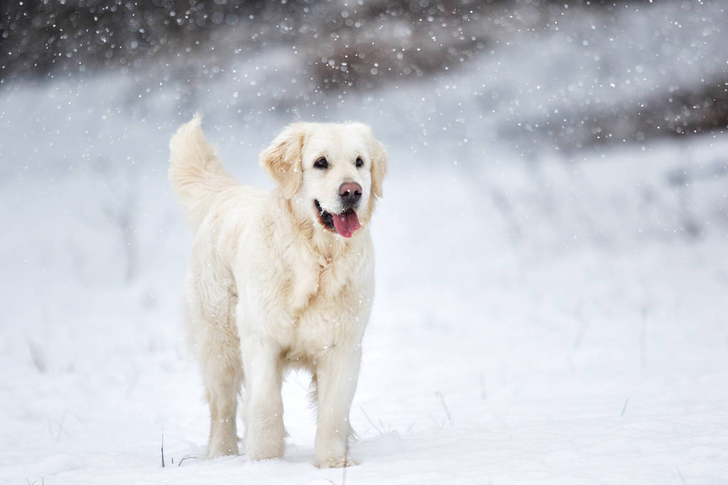 ウィンターパークのゴールデンレトリーバー犬 - 写真・画像