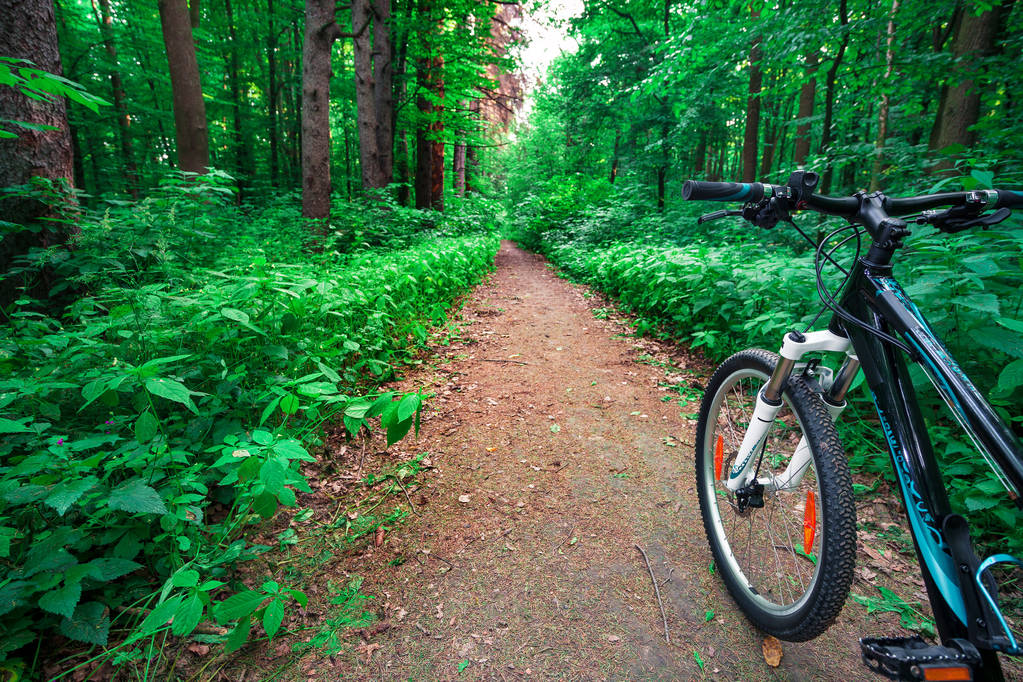 Maastopolkupyörä kesällä metsässä
.  - Valokuva, kuva