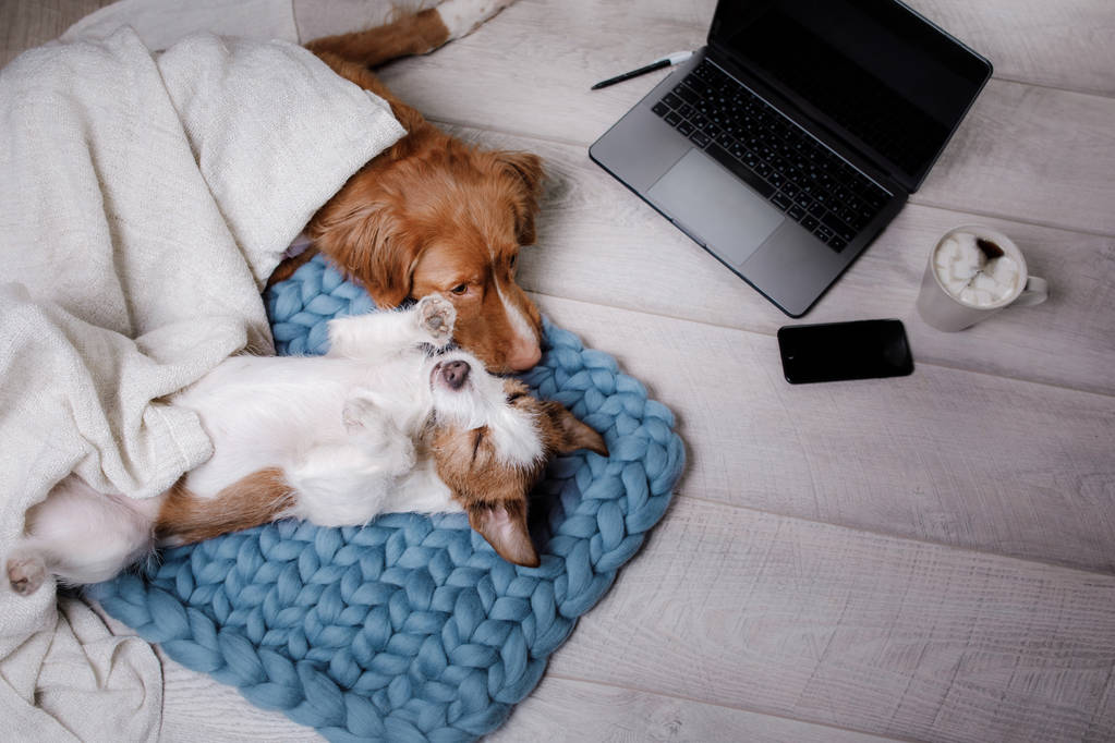 Δύο σκυλιά στο laptop. Διάλειμμα για καφέ - Φωτογραφία, εικόνα