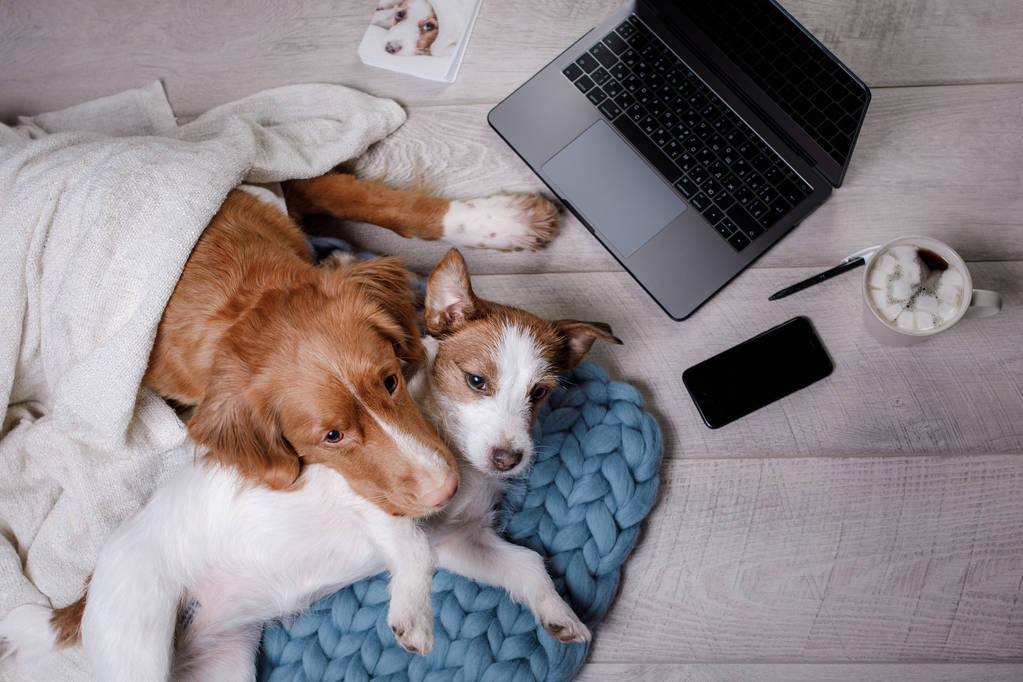 Deux chiens à l'ordinateur portable. Pause café
 - Photo, image