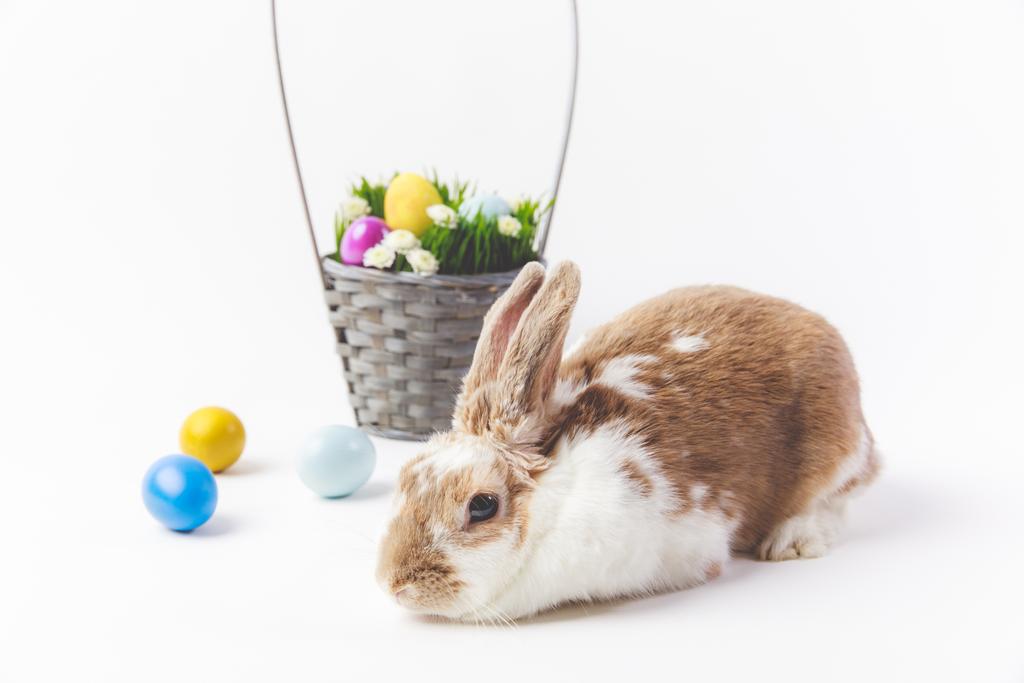 Разноцветные пасхальные яйца с корзиной и кроликом, пасхальная концепция
 - Фото, изображение