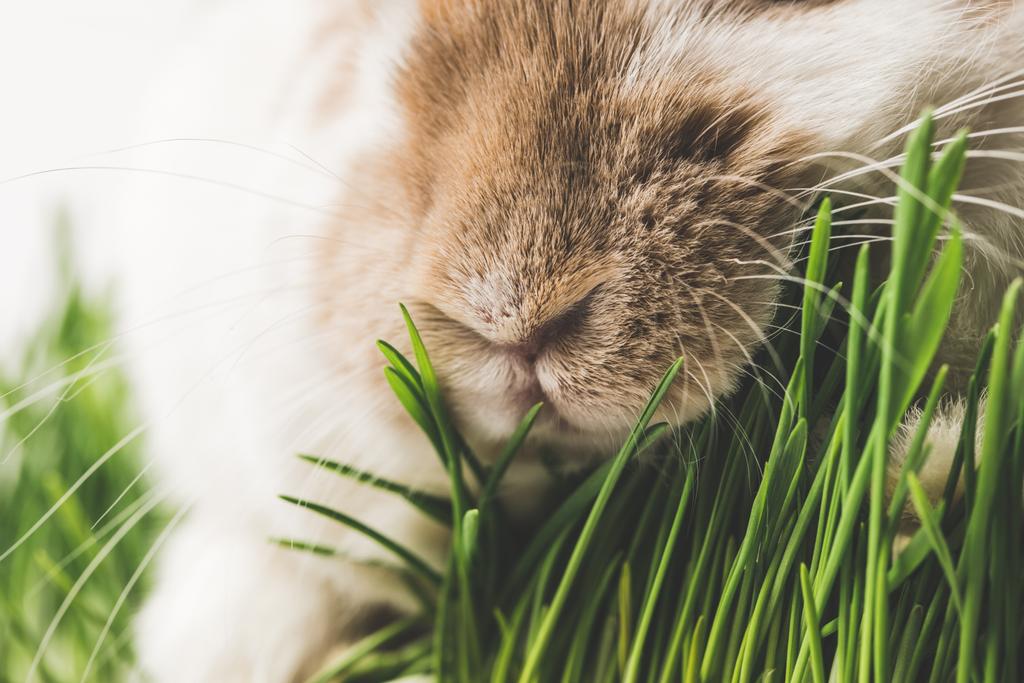 ウサギの鼻と緑の草のクローズ アップ ビューの茎します ロイヤリティフリー写真 画像素材