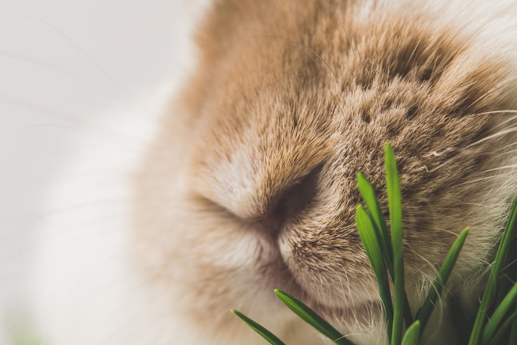 ウサギの鼻と草の茎のクローズ アップ ビュー ロイヤリティフリー写真 画像素材