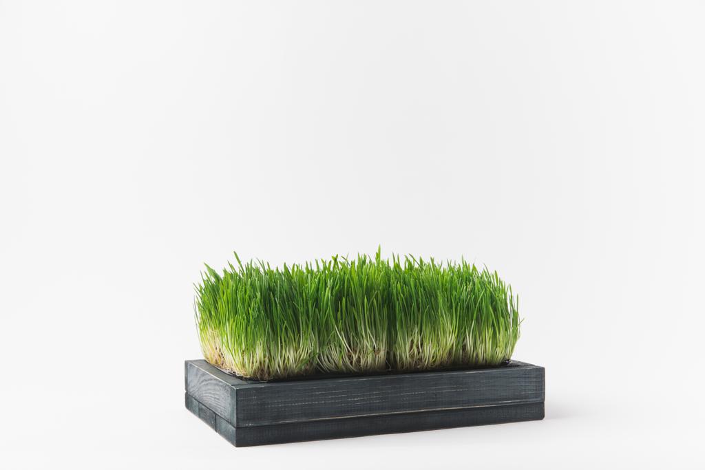 Studio záběr trávy pramení izolované na bílém - Fotografie, Obrázek