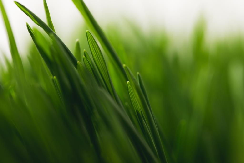 緑の草の茎の完全なフレーム - 写真・画像