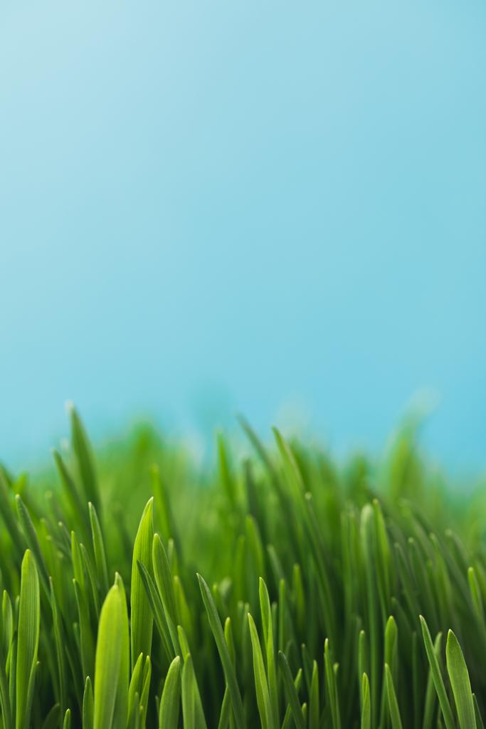 Closeup θέα πράσινο γρασίδι στελέχη που απομονώνονται σε μπλε - Φωτογραφία, εικόνα