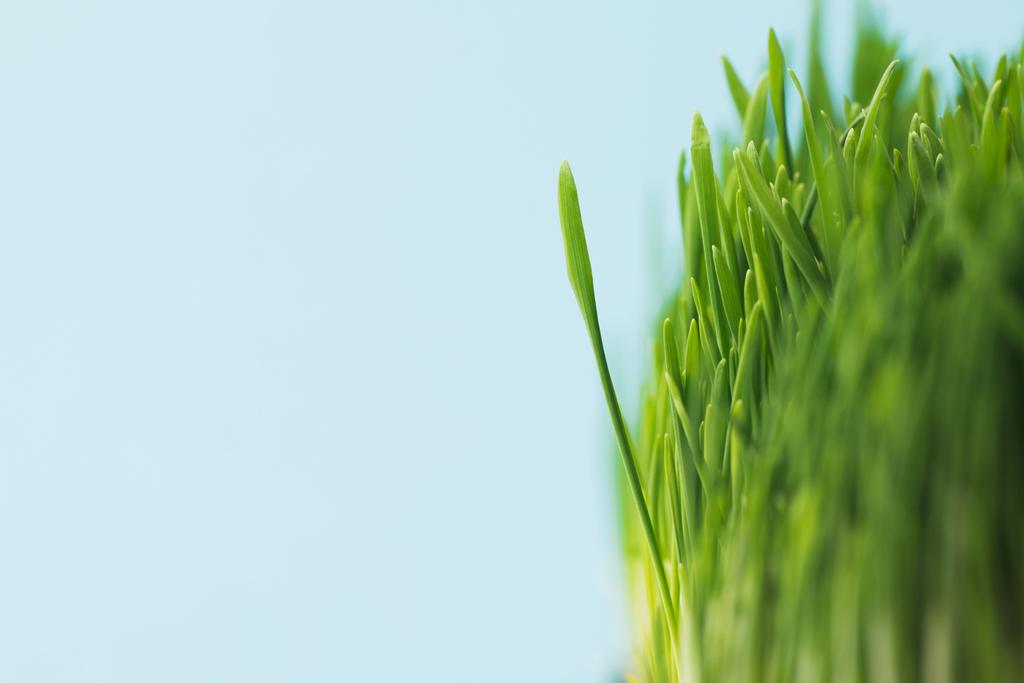Strzał studio trawa zielony łodyg na niebieskim tle - Zdjęcie, obraz