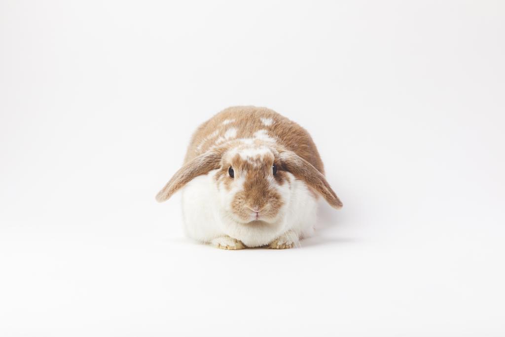 Студійний знімок сидячого кролика ізольовано на білому
 - Фото, зображення