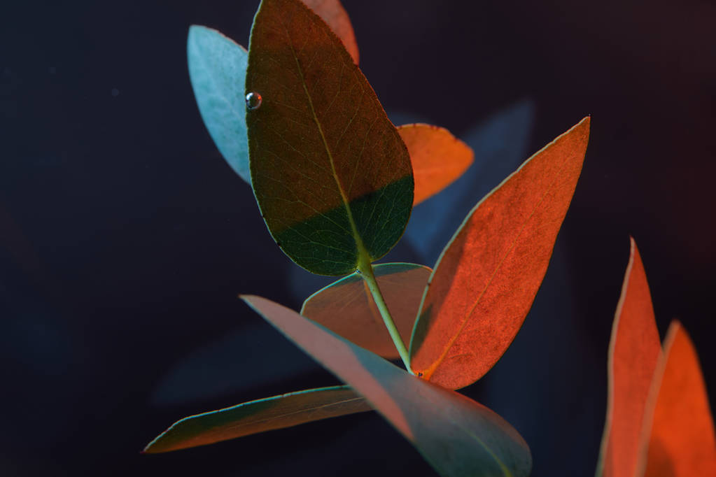 zár megjelöl kilátás eukaliptusz növény levelei vízben - Fotó, kép
