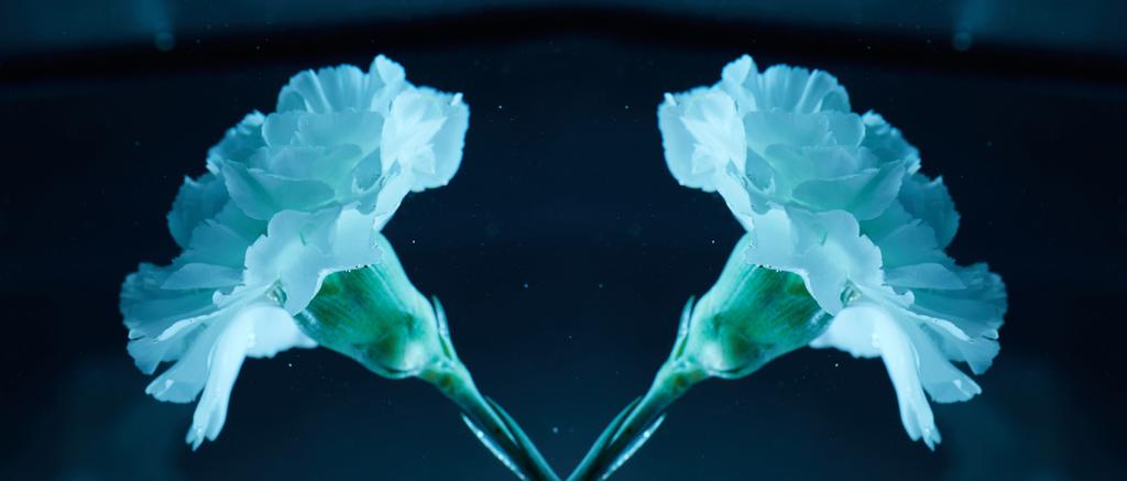 vista da vicino di bellissimi fiori di garofano in acqua
 - Foto, immagini