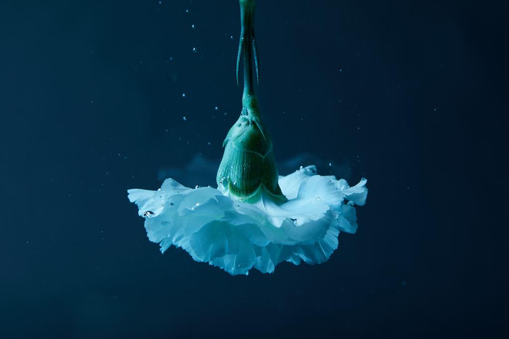 vue rapprochée de la fleur d'oeillet dans l'eau
 - Photo, image