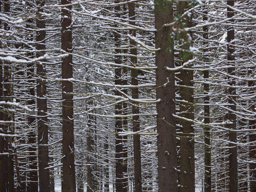 Havumetsä talvella
 - Valokuva, kuva