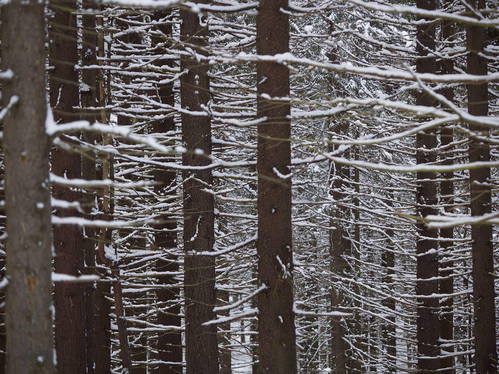 Een naaldhout bos in de winter - Foto, afbeelding