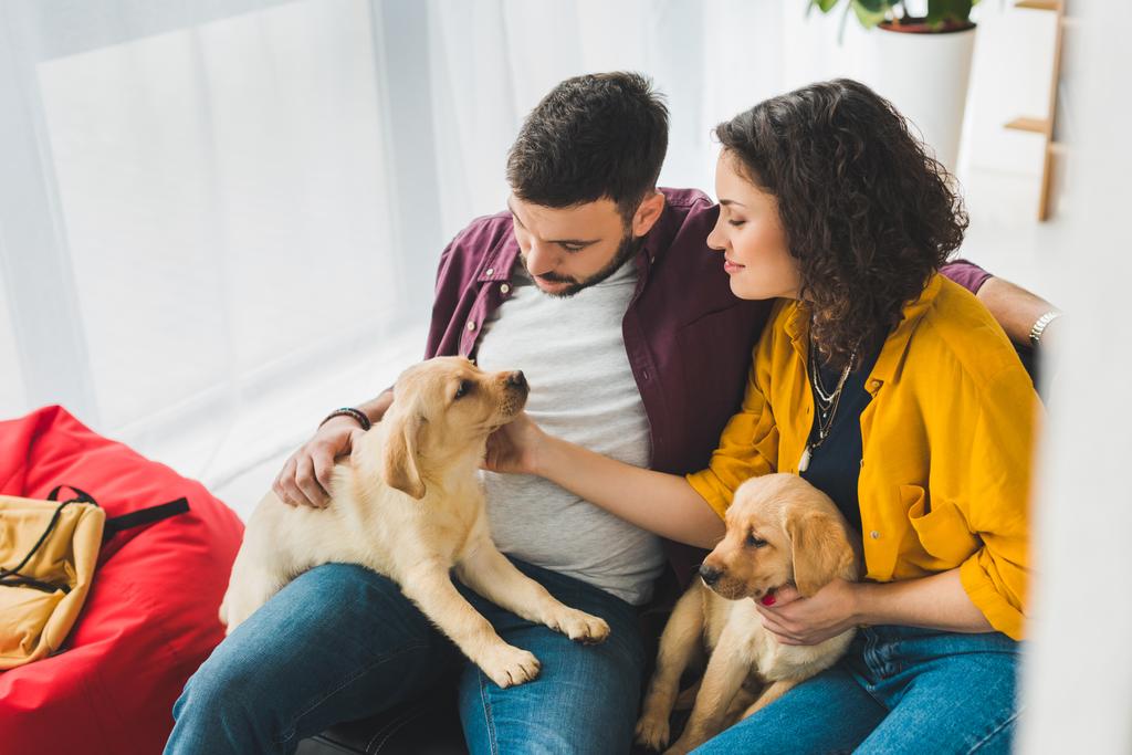 Uomo e donna con due cuccioli labrador sul divano
 - Foto, immagini