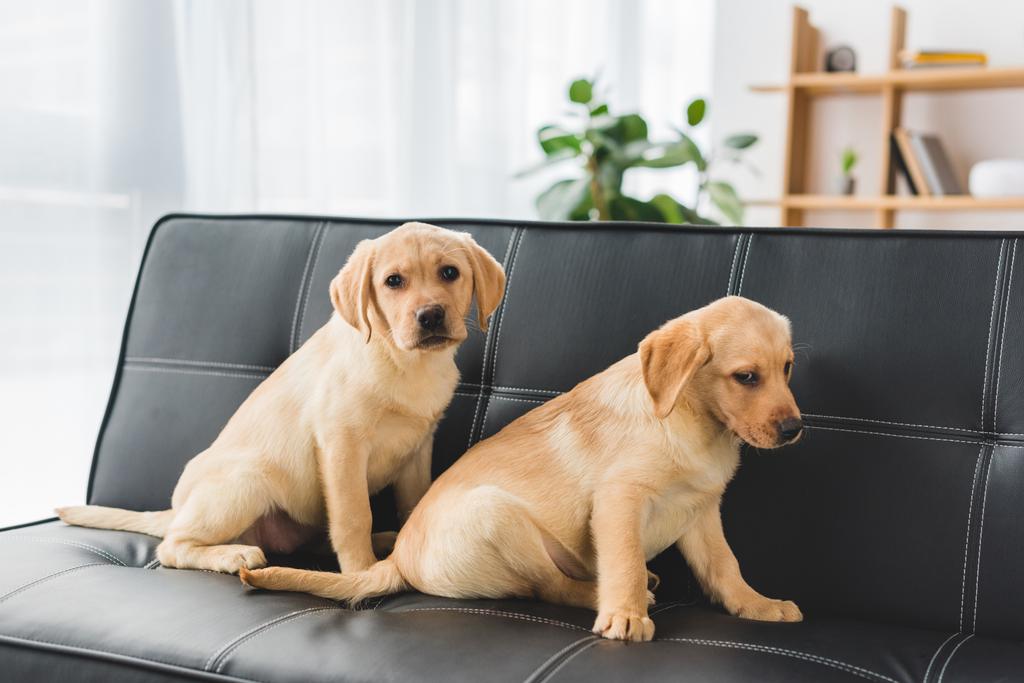 Deux chiots beiges assis sur un canapé en cuir
 - Photo, image