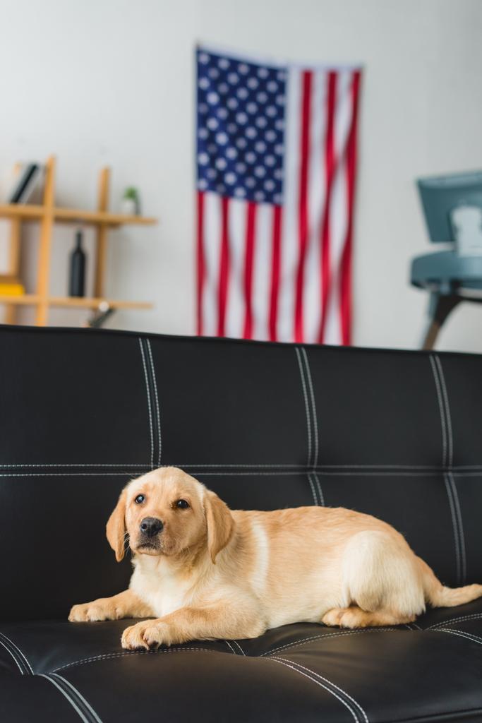 革のソファの上に横たわるラブラドール子犬のクローズ アップ表示 - 写真・画像