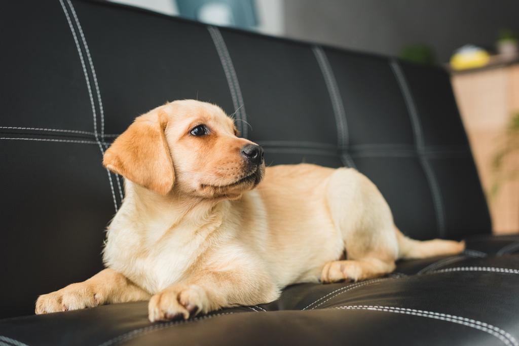 ソファのレザーのラブラドール子犬のクローズ アップ ビュー - 写真・画像