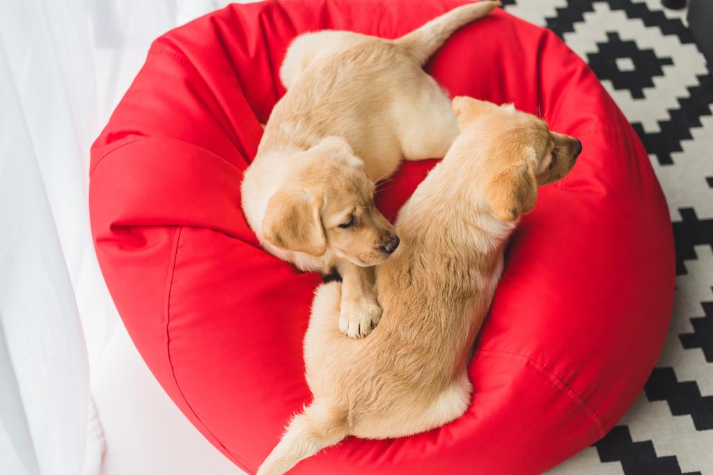 赤い袋の椅子の上に座ってベージュの 2 つの子犬の平面図 - 写真・画像