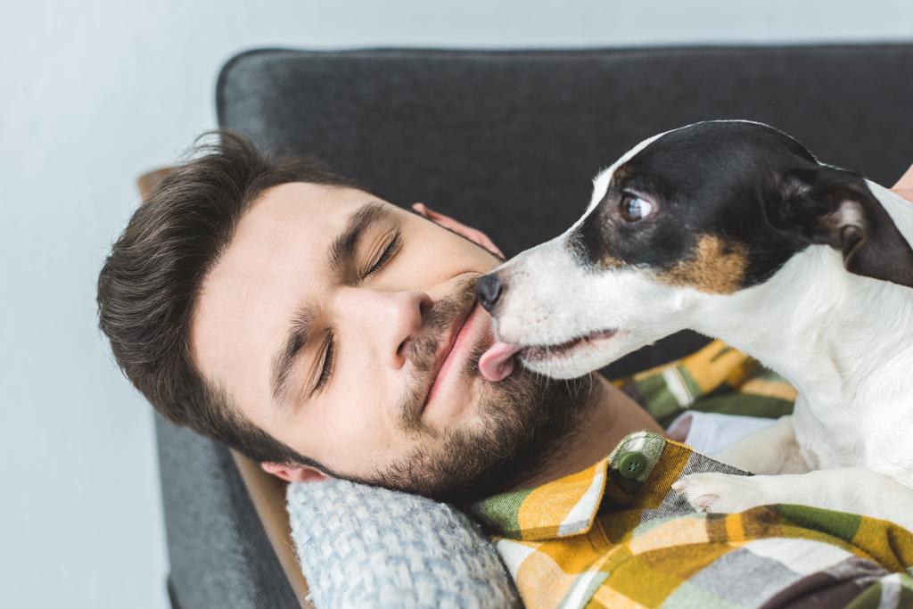 Jack Russell terrier chien lécher le visage de l'homme avec les yeux fermés
 - Photo, image