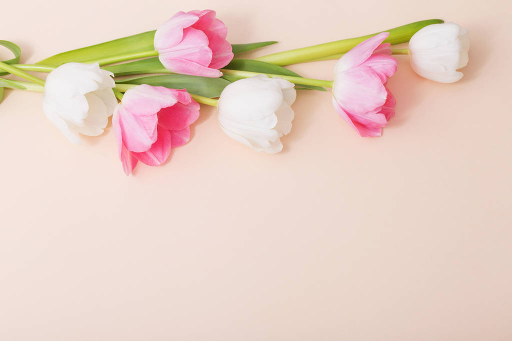 розовые и белые тюльпаны на бумажном фоне
 - Фото, изображение