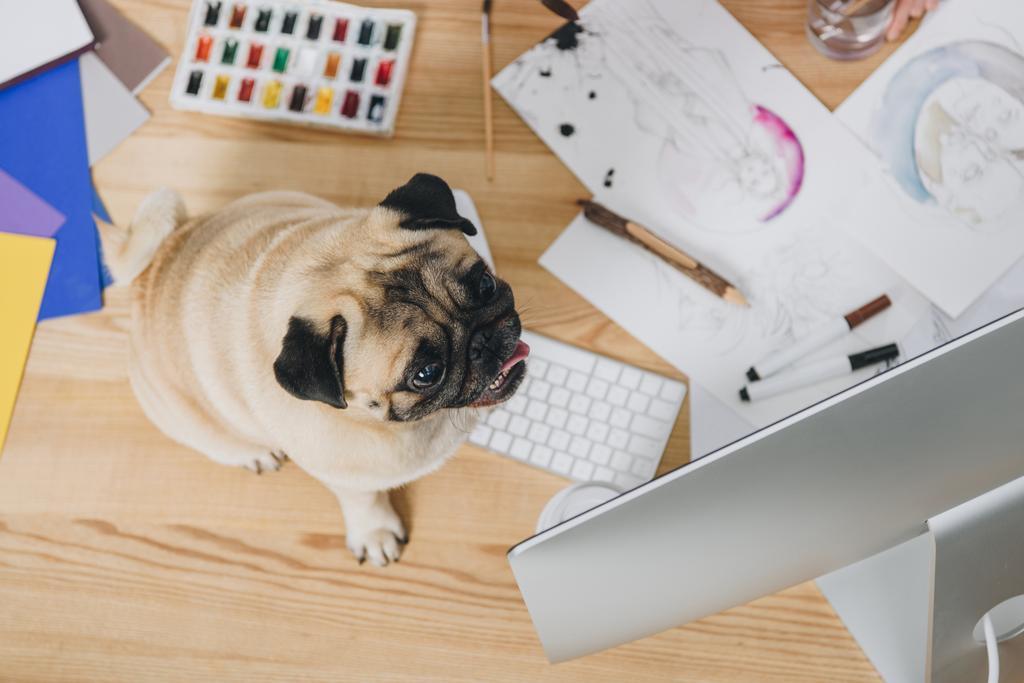 Moda çizimler ve bilgisayar ile çalışma masasında şirin pug - Fotoğraf, Görsel