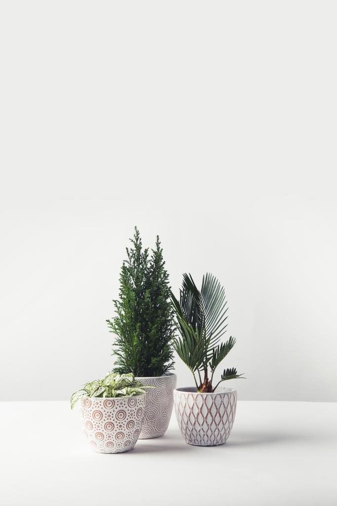 beautiful various green home plants growing in decorative pots on white  - Photo, Image