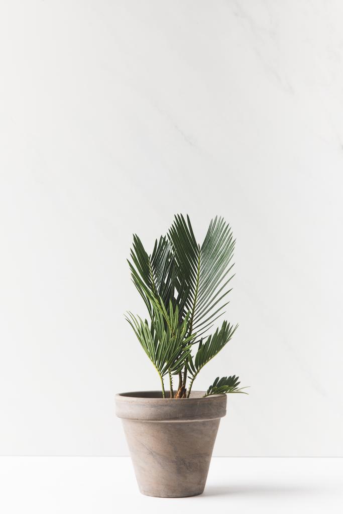 Detailní pohled krásné zelené domácí rostliny rostoucí v hrnci na bílém - Fotografie, Obrázek