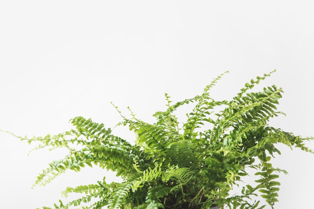 lähikuva kaunis vihreä saniainen huonekasvi eristetty valkoinen
 - Valokuva, kuva