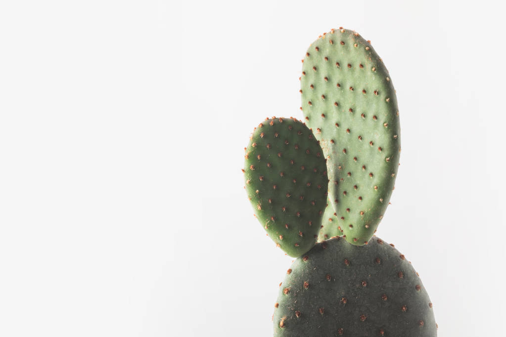 zbliżenie, piękny zielony Kaktus na białym tle  - Zdjęcie, obraz