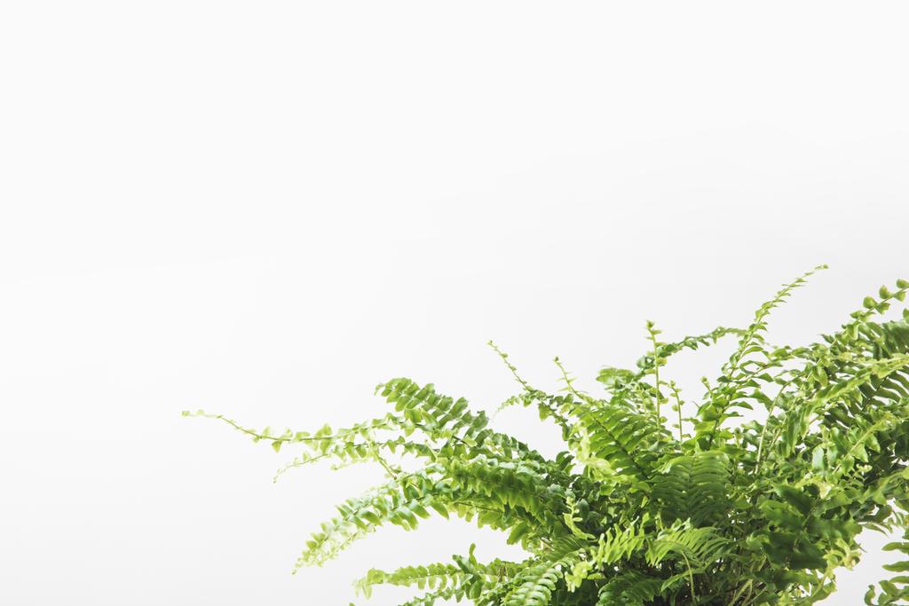 vergrote weergave van mooie groene fern kamerplant geïsoleerd op wit - Foto, afbeelding