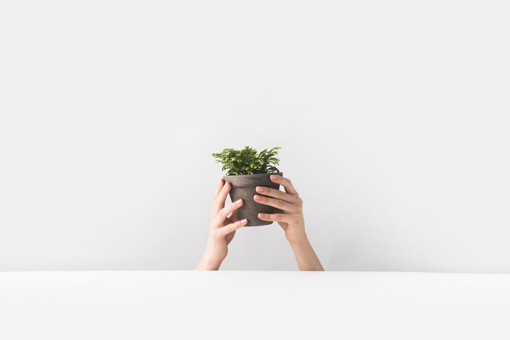 primer plano vista parcial de la persona que sostiene diminuta planta de interior en macetas en las manos en blanco
   - Foto, imagen