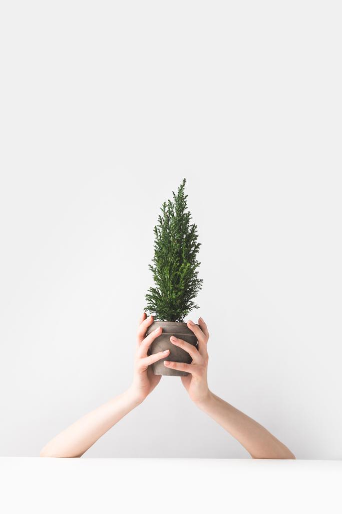 περικοπεί shot από πρόσωπο που κατέχει το όμορφο πράσινο δοχείο φυτό εσωτερικού χώρου στα χέρια σε λευκό  - Φωτογραφία, εικόνα