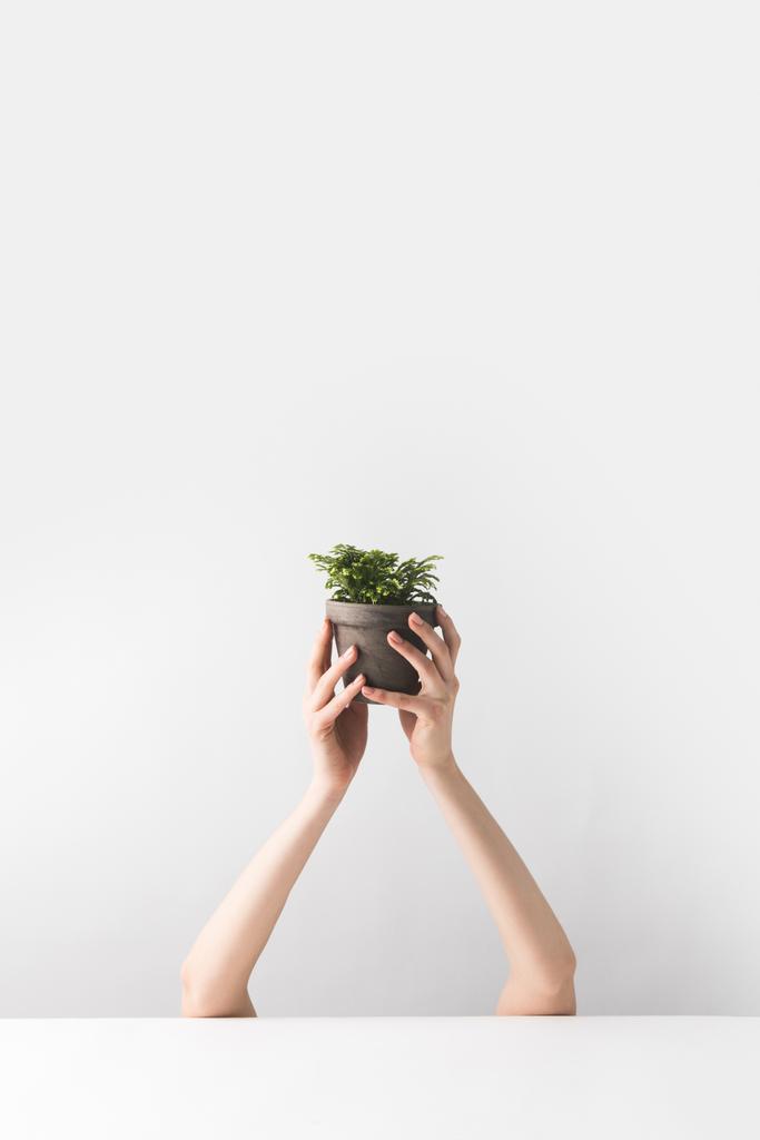 περικοπεί shot του προσώπου που κρατάει το μικρό δοχείο φυτό εσωτερικού χώρου στα χέρια σε λευκό   - Φωτογραφία, εικόνα
