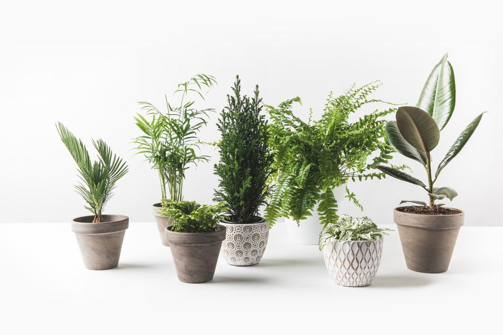 vista close-up de várias belas plantas verdes em vasos em branco
  - Foto, Imagem