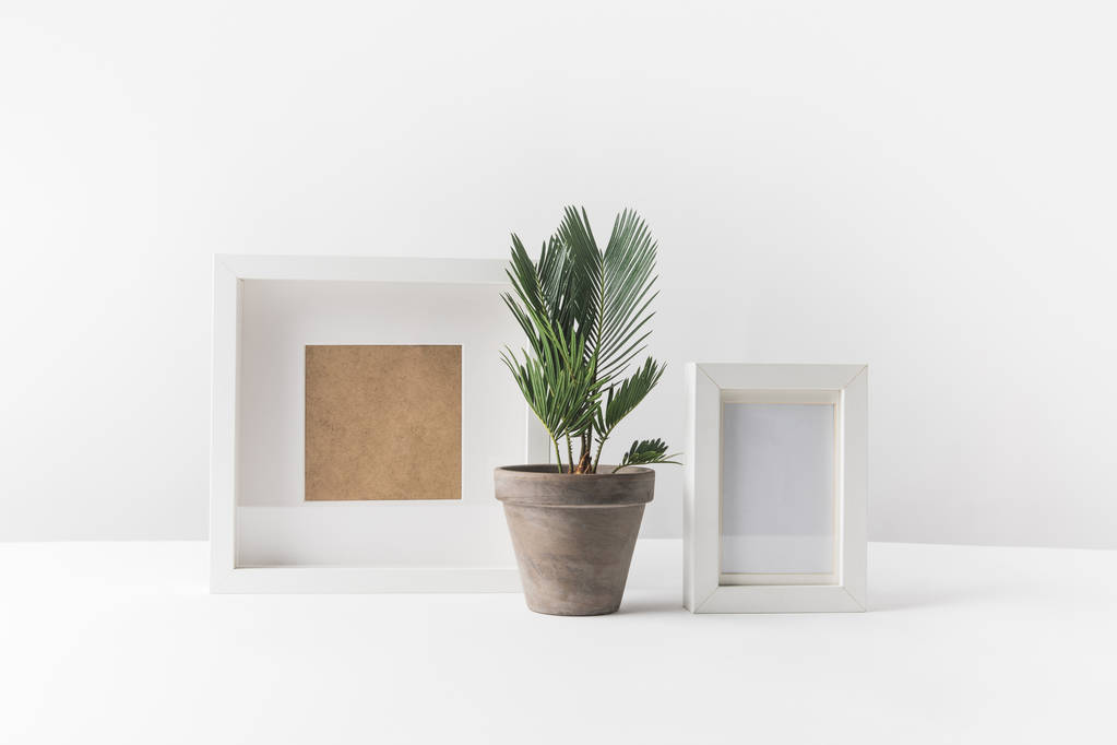 schöne grüne Topfpflanze und leere Fotorahmen auf weiß  - Foto, Bild