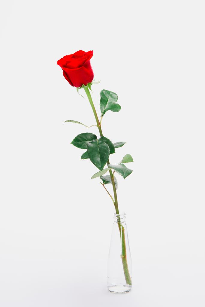 Nahaufnahme der schönen blühenden roten Rose Blume in Glas isoliert auf weiß  - Foto, Bild
