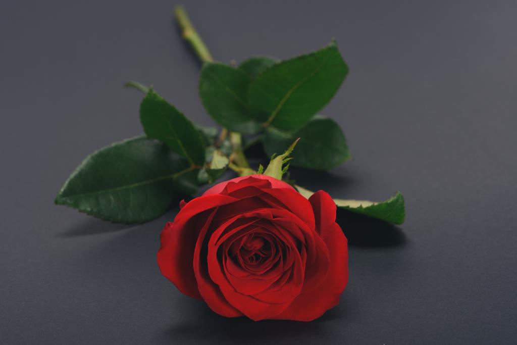 zbliżenie piękna przetargu czerwony kwiat róży na szarym tle - Zdjęcie, obraz