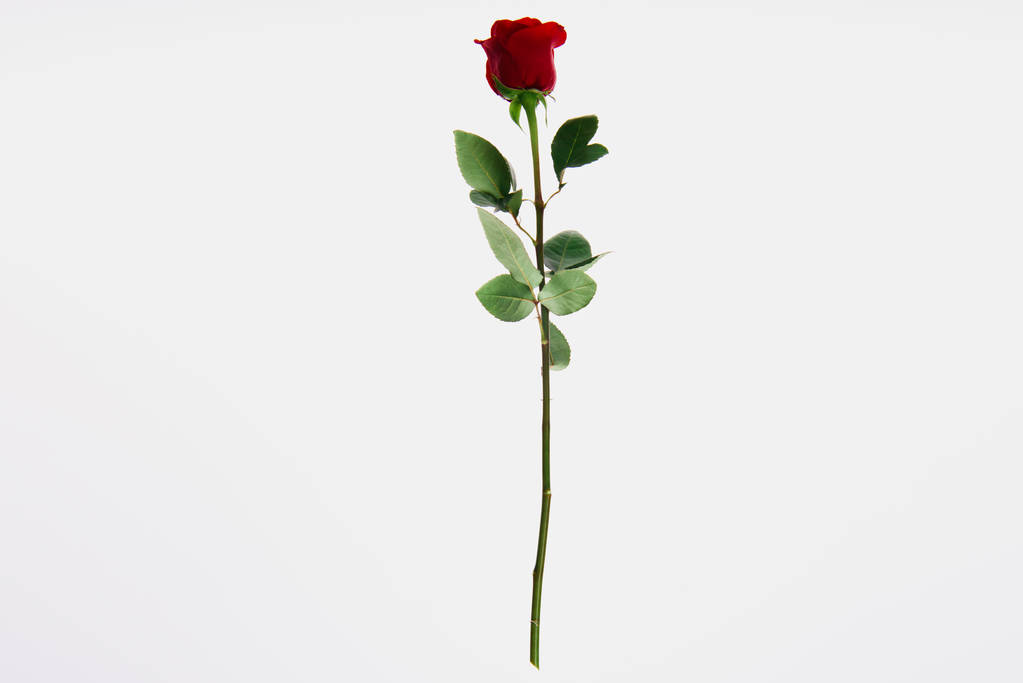 kaunis kukkiva punainen ruusu kukka eristetty valkoinen
  - Valokuva, kuva