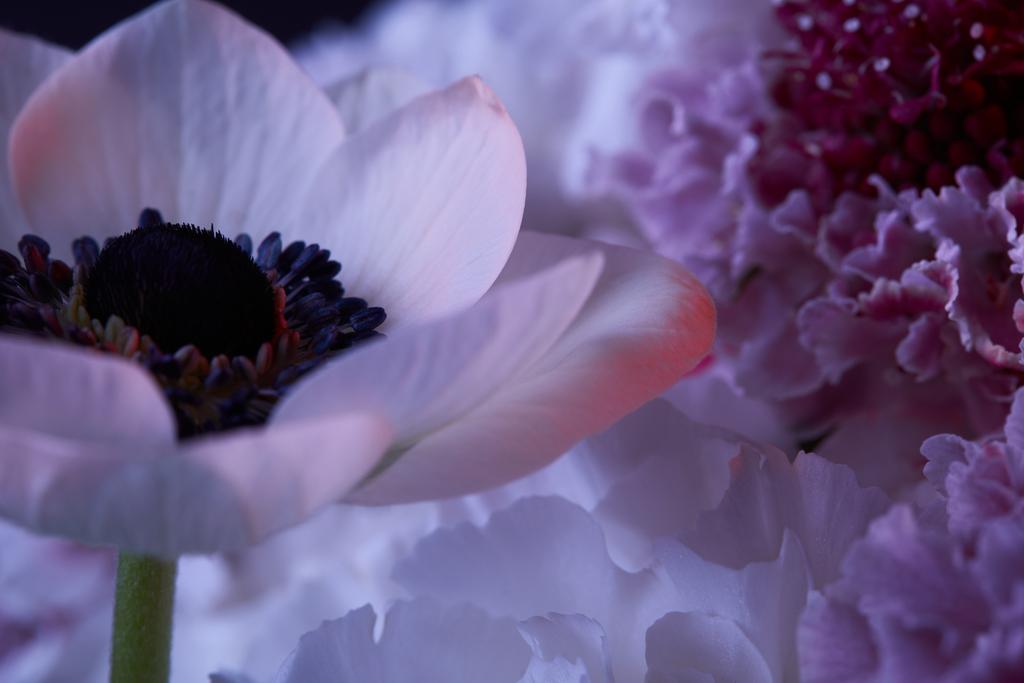 primer plano de flores blancas con pétalos y estambres
 - Foto, Imagen