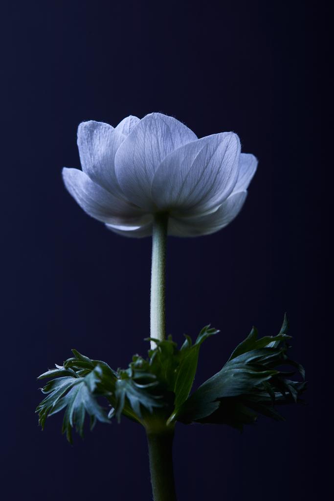 bílá Sasanka květ se zelenými listy izolované na černém pozadí - Fotografie, Obrázek