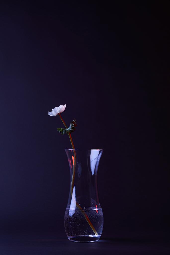 one white anemone flower in vase with water on dark surface - Photo, Image
