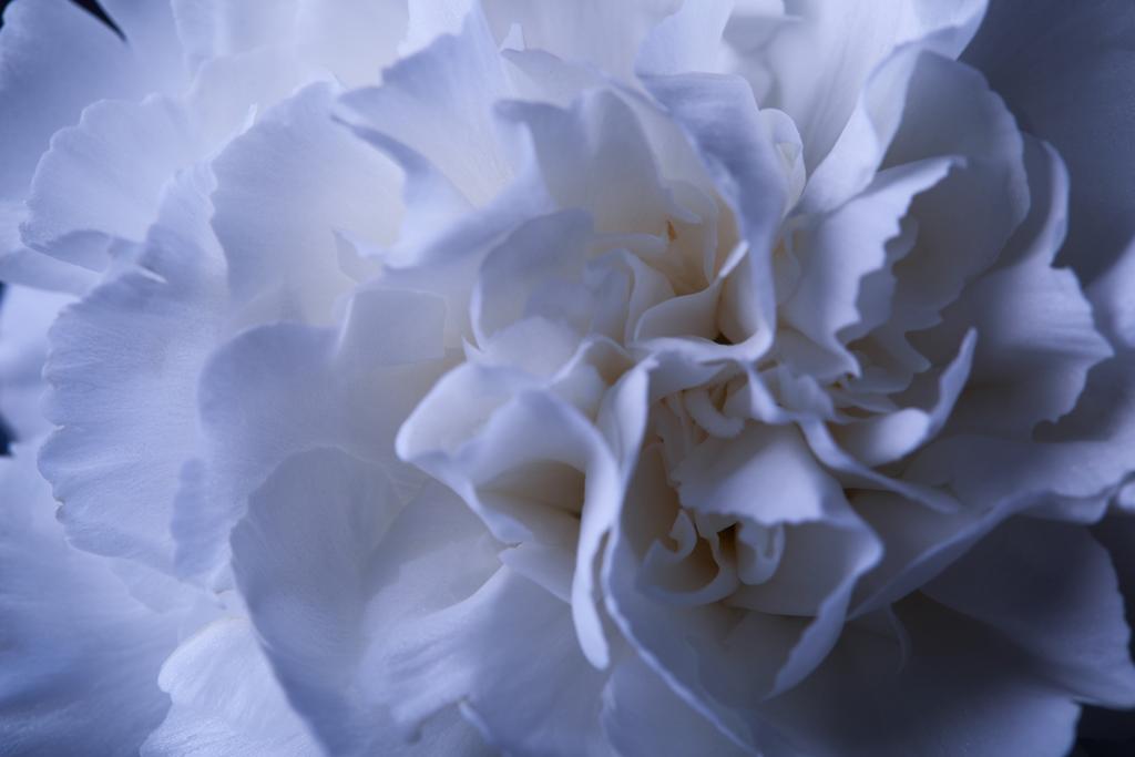 zbliżenie na biały Goździk Kwiat pączek z płatkami - Zdjęcie, obraz