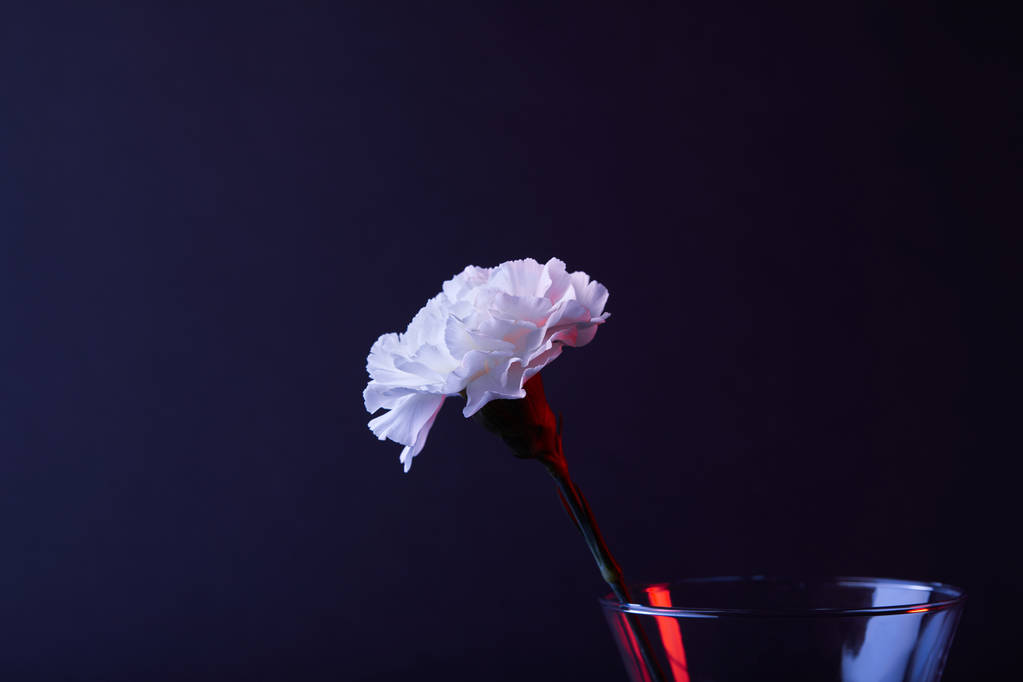 jeden biały Goździk kwiat w wazonie na czarnym tle - Zdjęcie, obraz